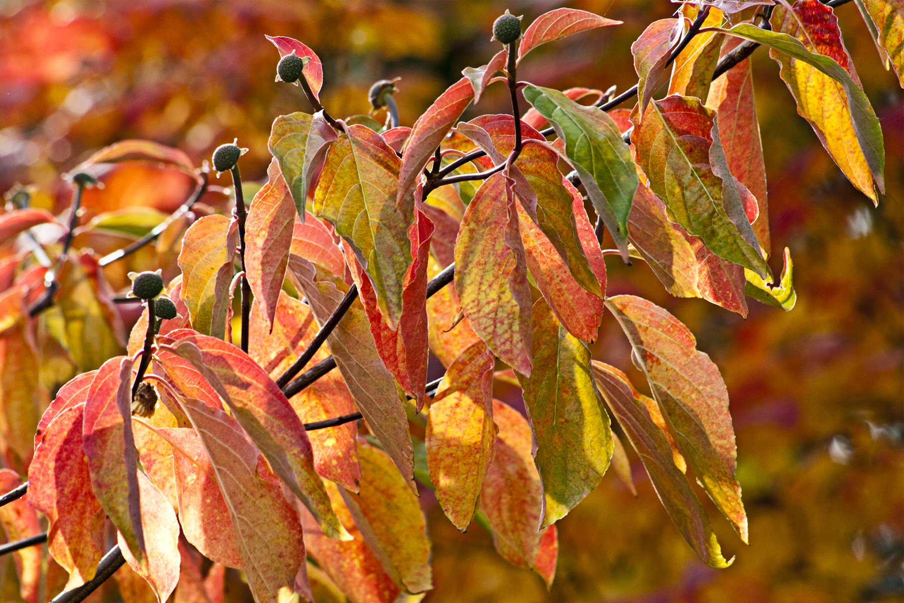autumn, Fall, Landscape, Nature, Tree, Forest, Leaf, Leaves Wallpaper