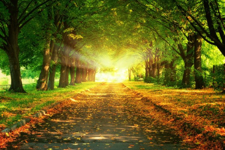 autumn, Fall, Landscape, Nature, Tree, Forest, Leaf, Leaves, Path, Trail HD Wallpaper Desktop Background