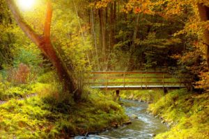autumn, Fall, Landscape, Nature, Tree, Forest, Leaf, Leaves, Path, Trail, Bridge