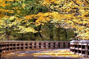 autumn, Fall, Landscape, Nature, Tree, Forest, Leaf, Leaves, Path, Trail, Bridge