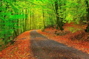 autumn, Fall, Landscape, Nature, Tree, Forest, Leaf, Leaves, Path, Trail