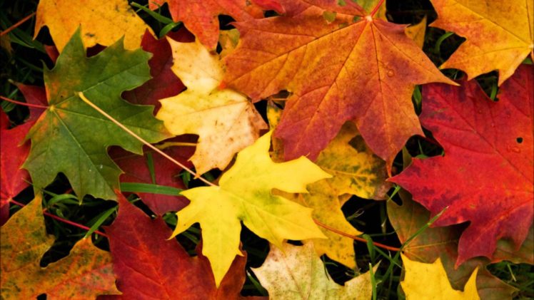 autumn, Fall, Landscape, Nature, Tree, Forest, Leaf, Leaves HD Wallpaper Desktop Background