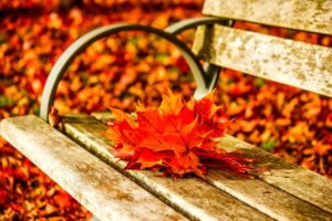 autumn, Fall, Landscape, Nature, Tree, Forest, Leaf, Leaves, Bench