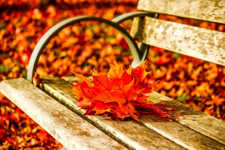 autumn, Fall, Landscape, Nature, Tree, Forest, Leaf, Leaves, Bench HD Wallpaper Desktop Background