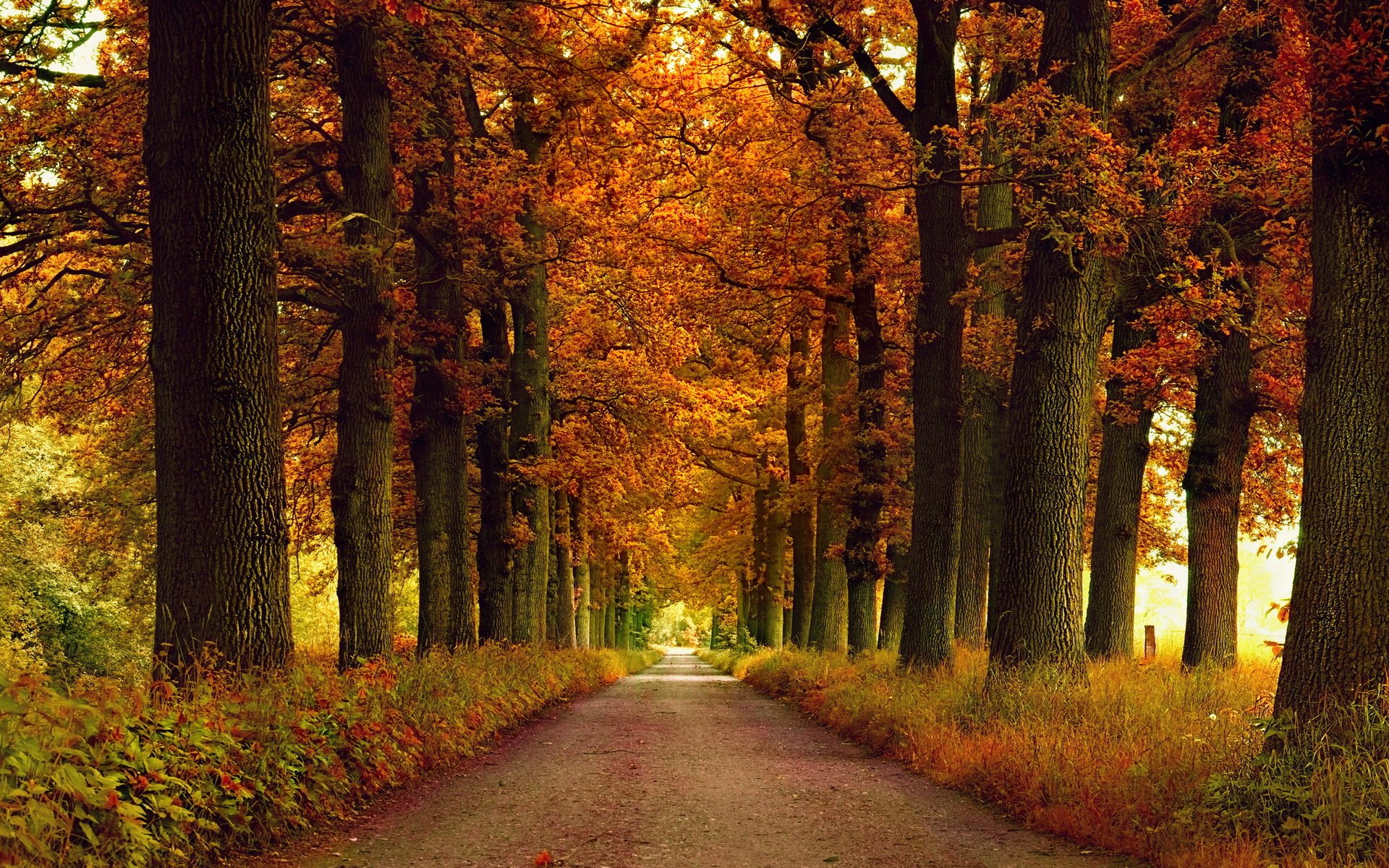 autumn, Fall, Landscape, Nature, Tree, Forest, Leaf, Leaves Wallpaper