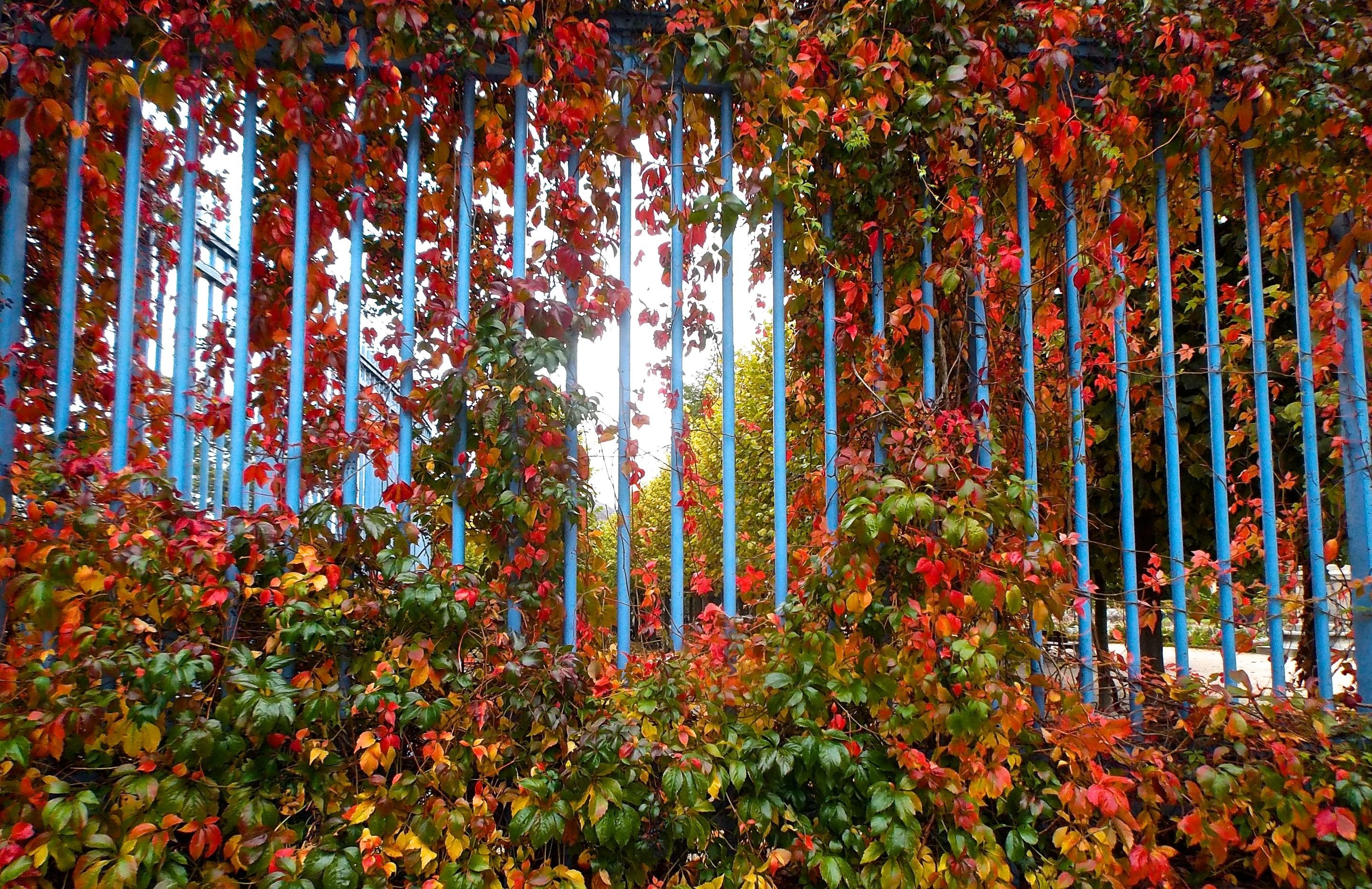 autumn, Fall, Landscape, Nature, Tree, Forest, Leaf, Leaves, Fence Wallpaper
