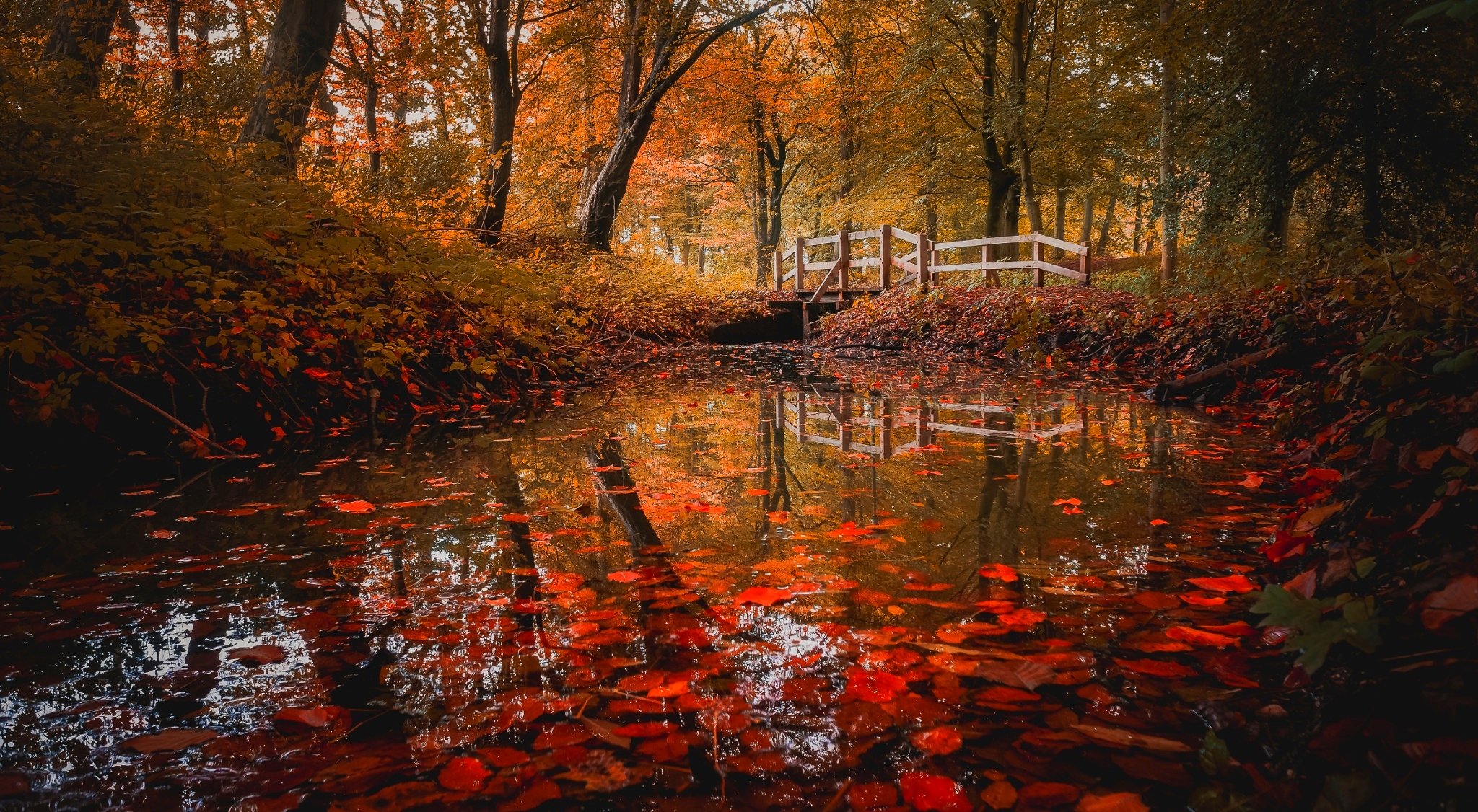 autumn, Fall, Landscape, Nature, Tree, Forest, Leaf, Leaves, Path, Trail, Bridge Wallpaper