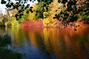 autumn, Fall, Landscape, Nature, Tree, Forest, Leaf, Leaves