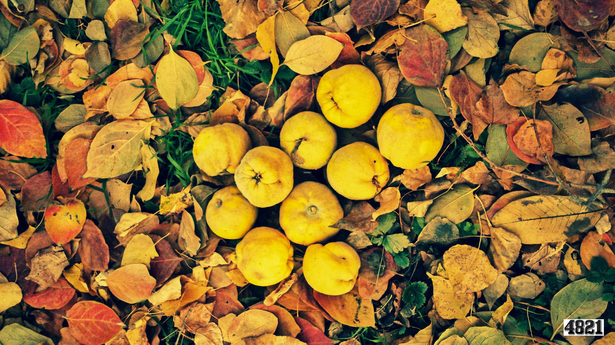 autumn, Fall, Landscape, Nature, Tree, Forest, Leaf, Leaves, Apple Wallpaper
