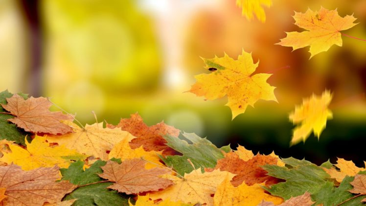 autumn, Fall, Landscape, Nature, Tree, Forest, Leaf, Leaves HD Wallpaper Desktop Background
