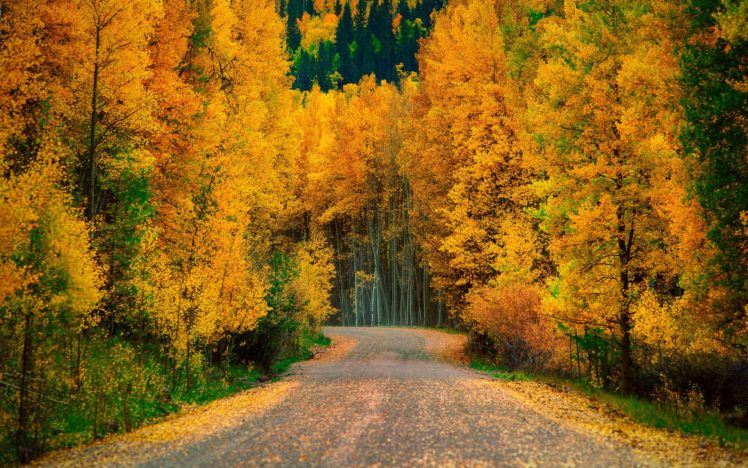 autumn, Fall, Landscape, Nature, Tree, Forest, Leaf, Leaves, Path ...