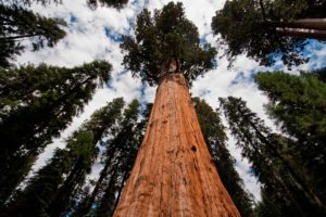 sequoia, Arbol, Milenario, Viejo, Naturaleza