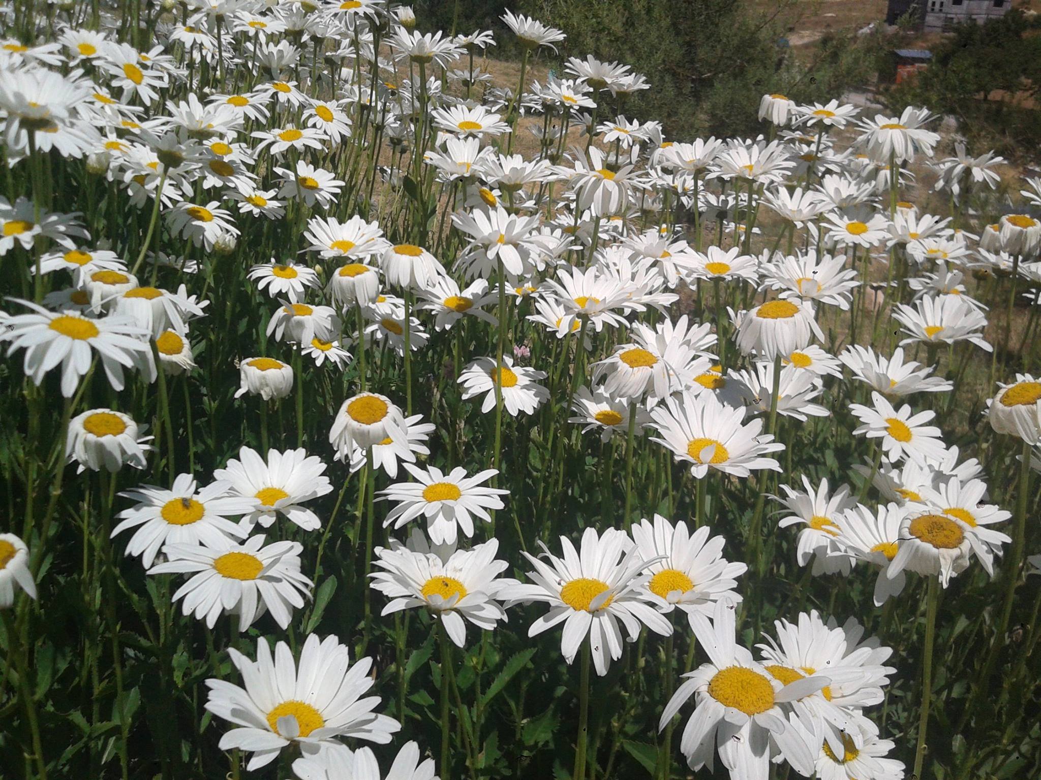 nature, Flower, Beauty, Beautiful, Daisy, White Wallpaper
