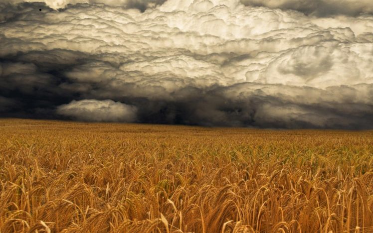 storm, Weather, Rain, Sky, Clouds, Nature, Landscape, Wheat, Grass HD Wallpaper Desktop Background