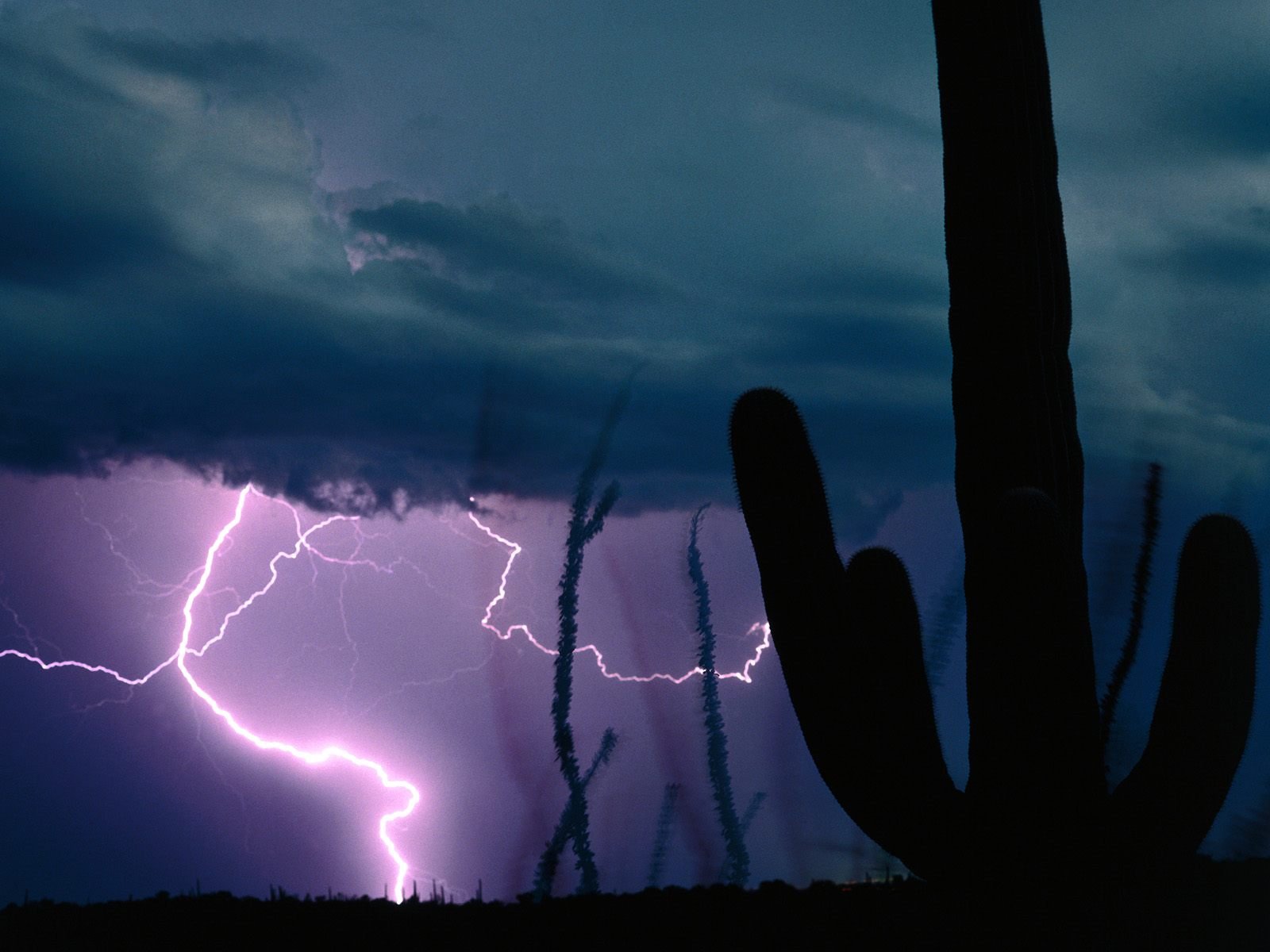 storm, Weather, Rain, Sky, Clouds, Nature, Landscape, Cactus, Lightning Wallpaper