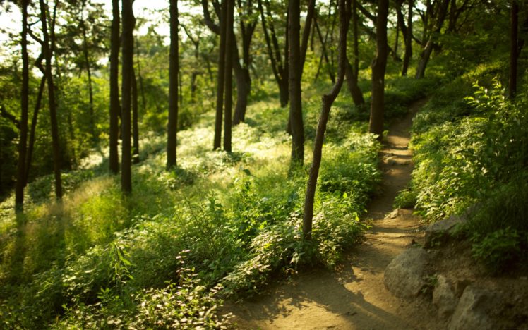 forest, Trees, Grass, Path, Blur, Focus HD Wallpaper Desktop Background
