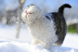 snow, Cats, Animals, Outdoors