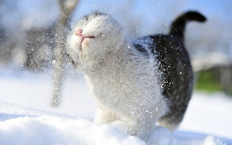 snow, Cats, Animals, Outdoors HD Wallpaper Desktop Background