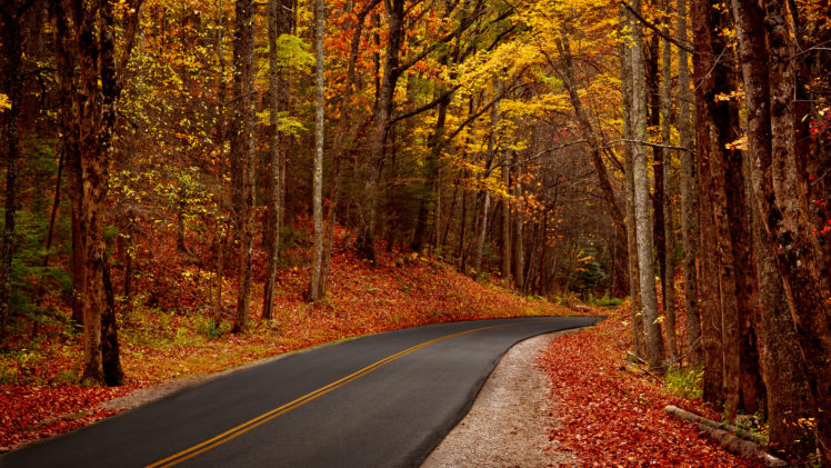 leaves, Trees, Forest, Park, Autumn, Walk, Hdr, Roads HD Wallpaper Desktop Background