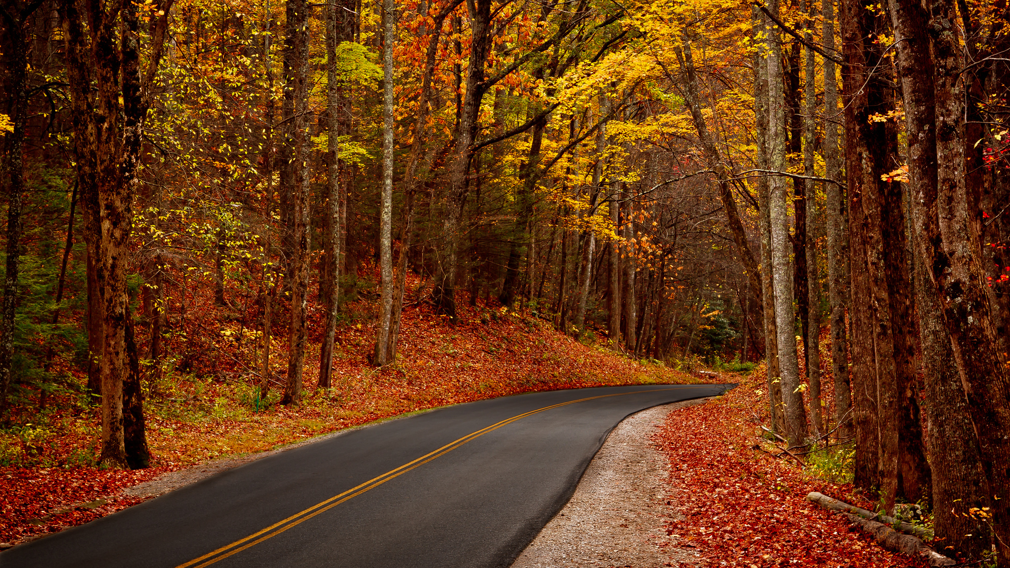 leaves, Trees, Forest, Park, Autumn, Walk, Hdr, Roads Wallpaper