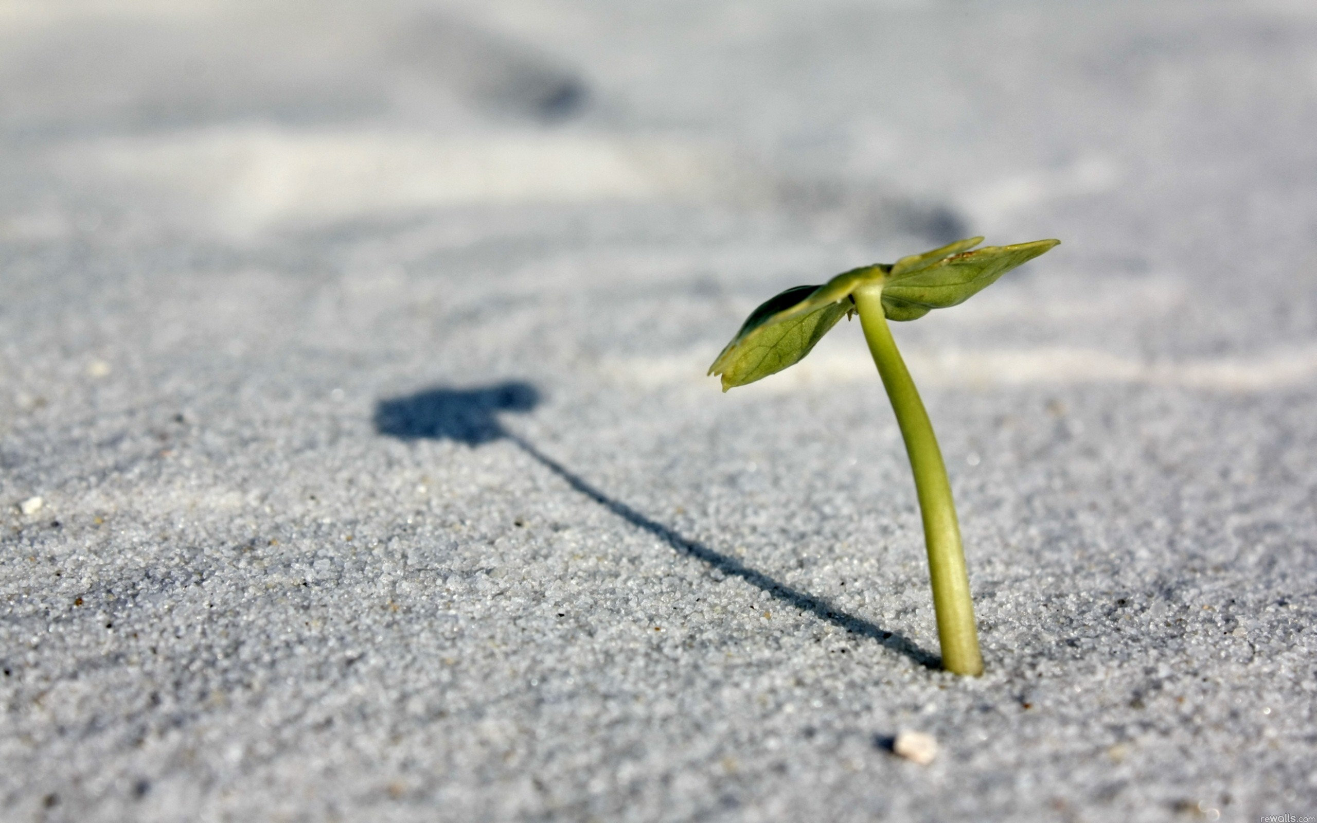 umbrella, Plant Wallpaper