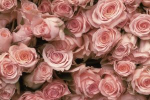 pink, Rose, Beauty, Beautiful, Nature, Flower