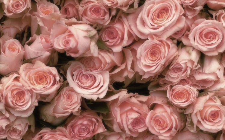 pink, Rose, Beauty, Beautiful, Nature, Flower HD Wallpaper Desktop Background