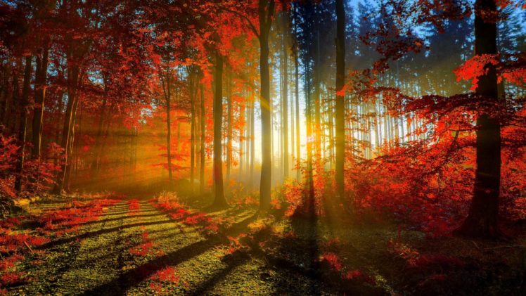 nature, Sunshine, Beauty, Sunset, Tree, Forest HD Wallpaper Desktop Background