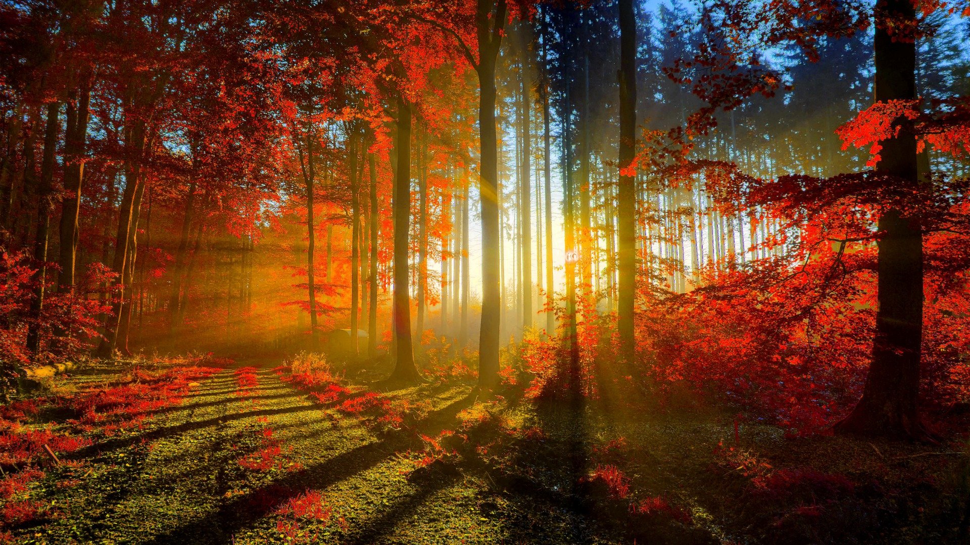 nature, Sunshine, Beauty, Sunset, Tree, Forest Wallpaper