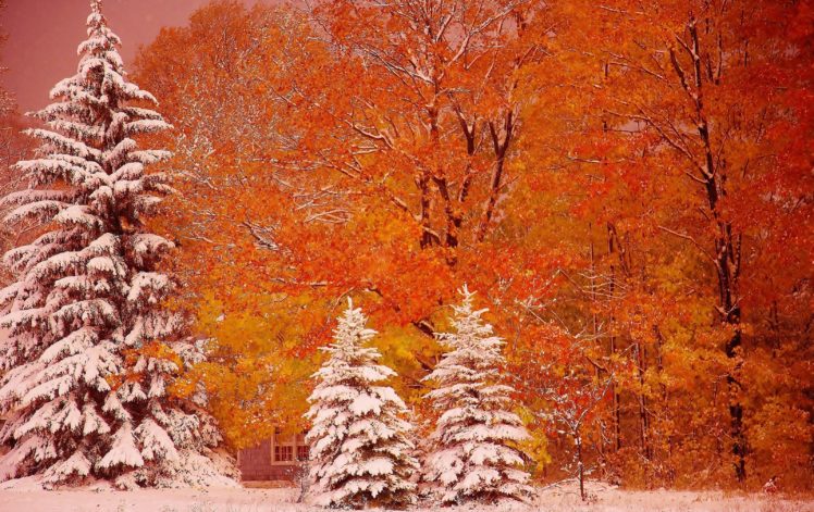 nature, Light, Photoshop, Trees, Winter HD Wallpaper Desktop Background