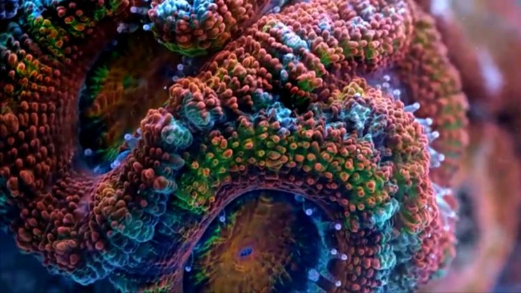 sea, Life, Underwater, Sea, Ocean, Art, Artwork, 3 d, Psychedelic, Coral, Sealife HD Wallpaper Desktop Background