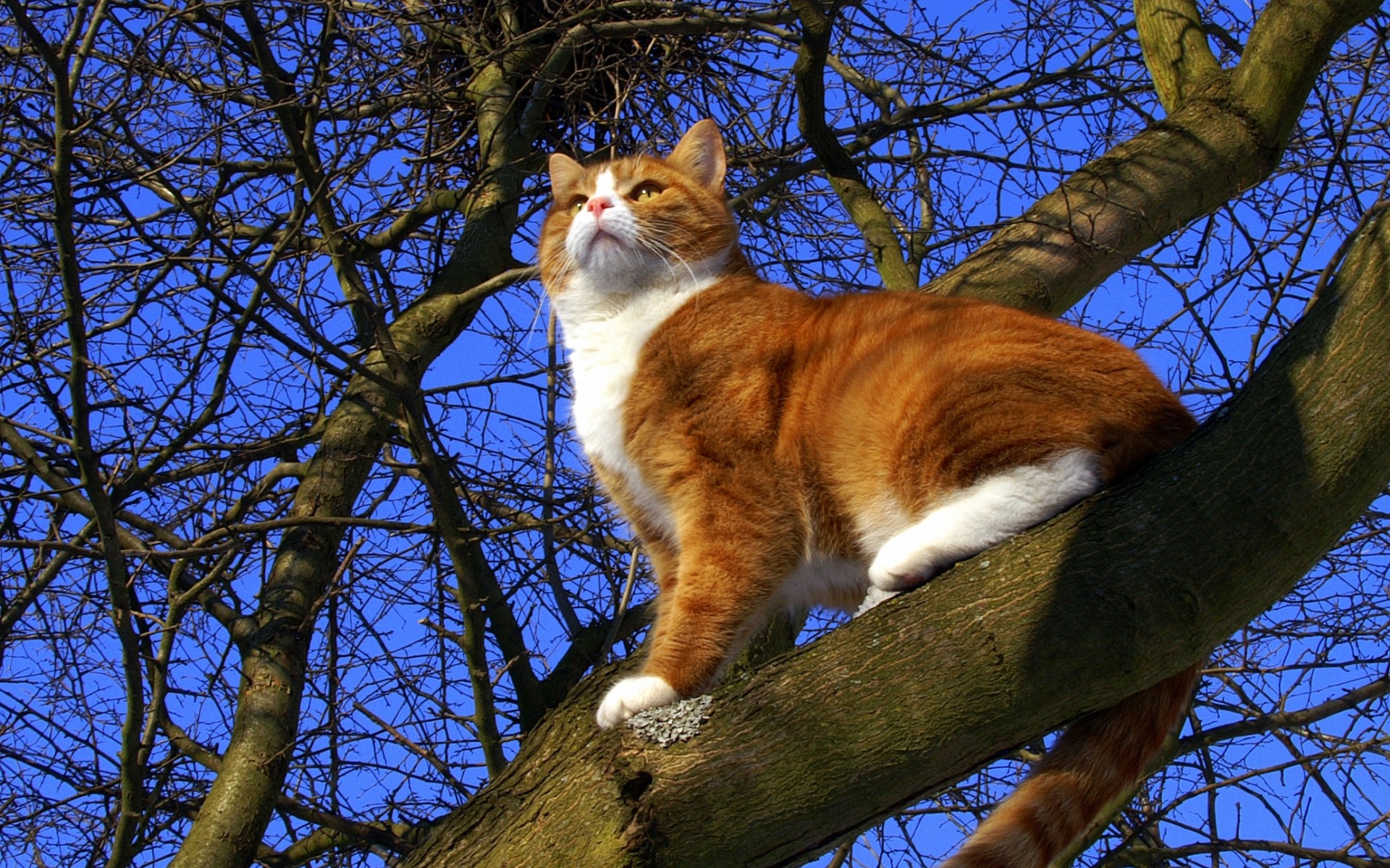 cat, Trees, Branches Wallpaper