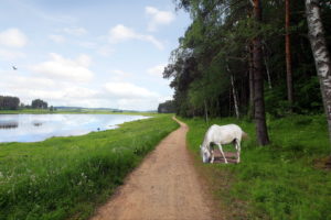 lakes, Pond, Landscape, Landscapes, Reflection, Horse, Horses, Animals, Path, Trail, Mood, Trees