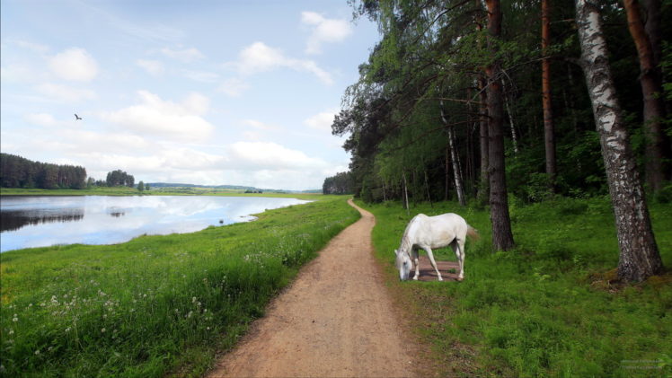 lakes, Pond, Landscape, Landscapes, Reflection, Horse, Horses, Animals, Path, Trail, Mood, Trees HD Wallpaper Desktop Background