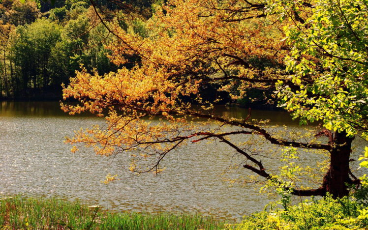 nature, Trees, Autumn, Fall, Rivers, Seasons HD Wallpaper Desktop Background