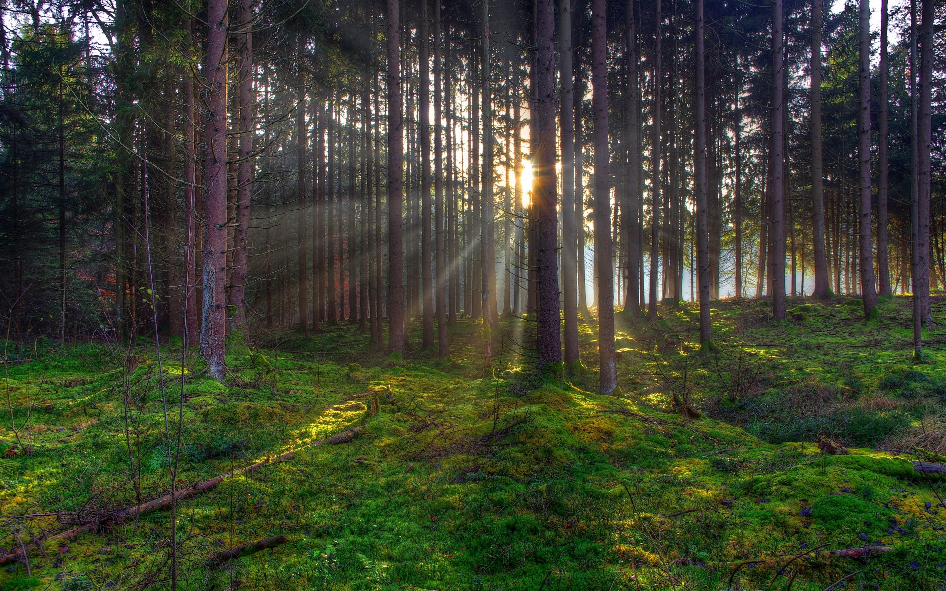 tree, Trees, Forest, Sunlight, Rays, Beams, Beam, Ray, Sunset, Sunrise, Moss, Landscapes Wallpaper