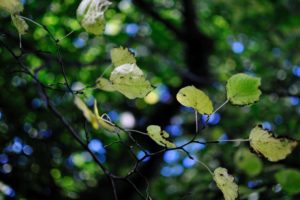 leaves, Foliage, Trees, Branches, Leaves, Bokeh