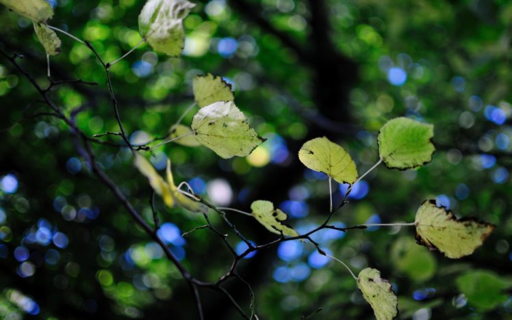 leaves, Foliage, Trees, Branches, Leaves, Bokeh HD Wallpaper Desktop Background