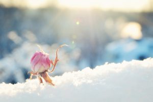 sunny, Flower, Bud, Pink, Rose, Snow