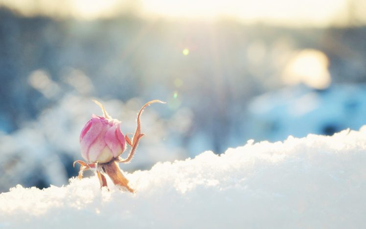 sunny, Flower, Bud, Pink, Rose, Snow HD Wallpaper Desktop Background