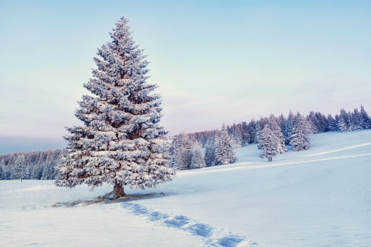 winter, Trees, Snow, Path HD Wallpaper Desktop Background