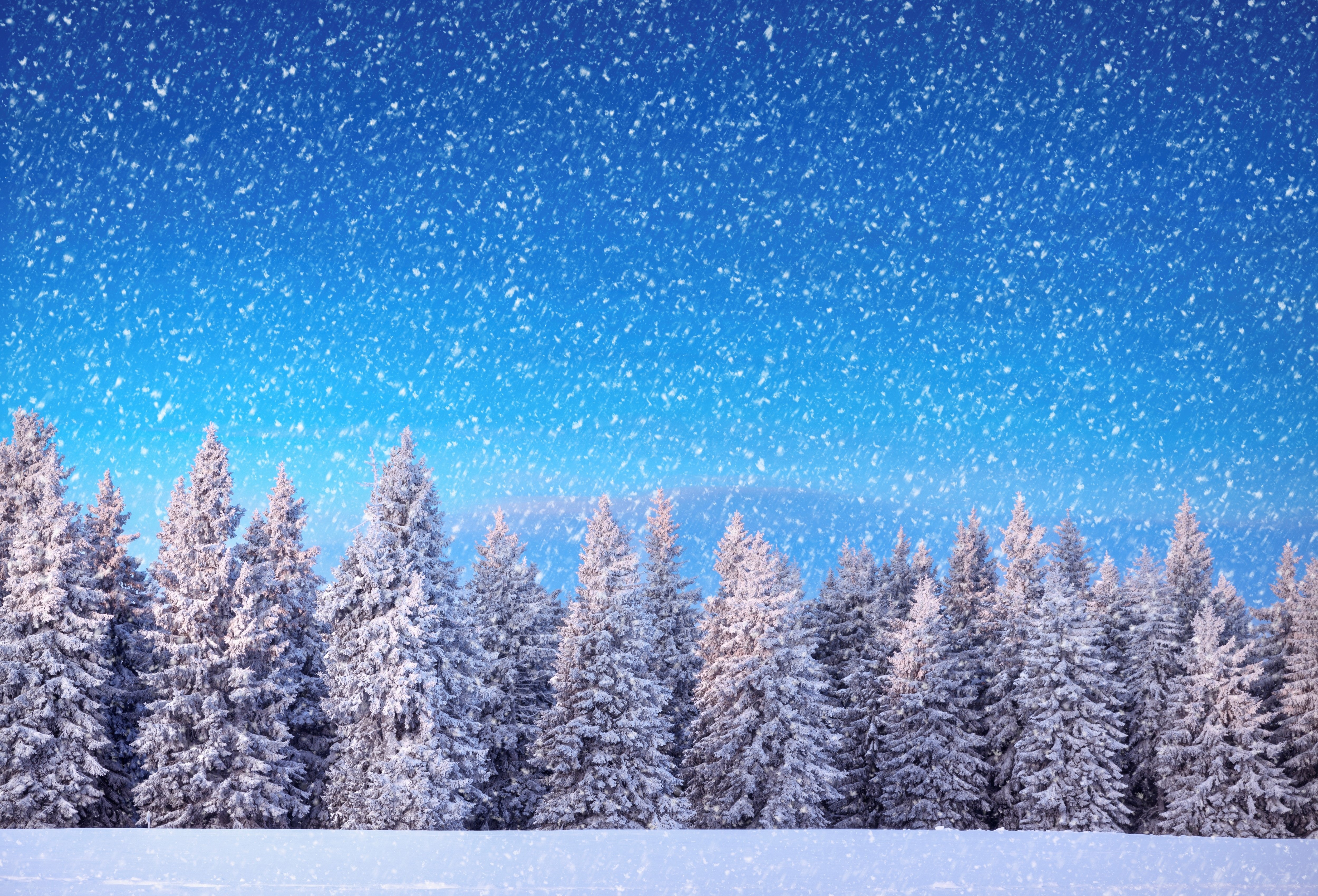 winter, Trees, Snow Wallpaper