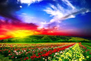 field, Flowers, Sky, Sunset