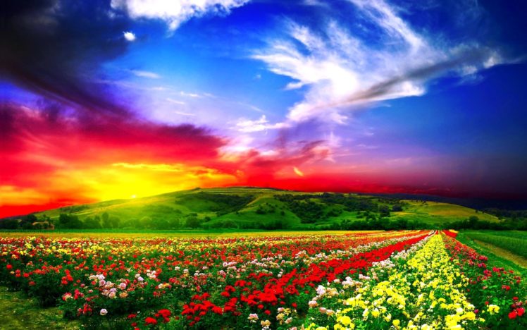 field, Flowers, Sky, Sunset HD Wallpaper Desktop Background