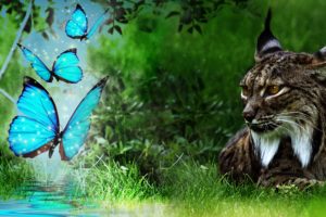 world, Nature, Butterfly, Cat, Lynx