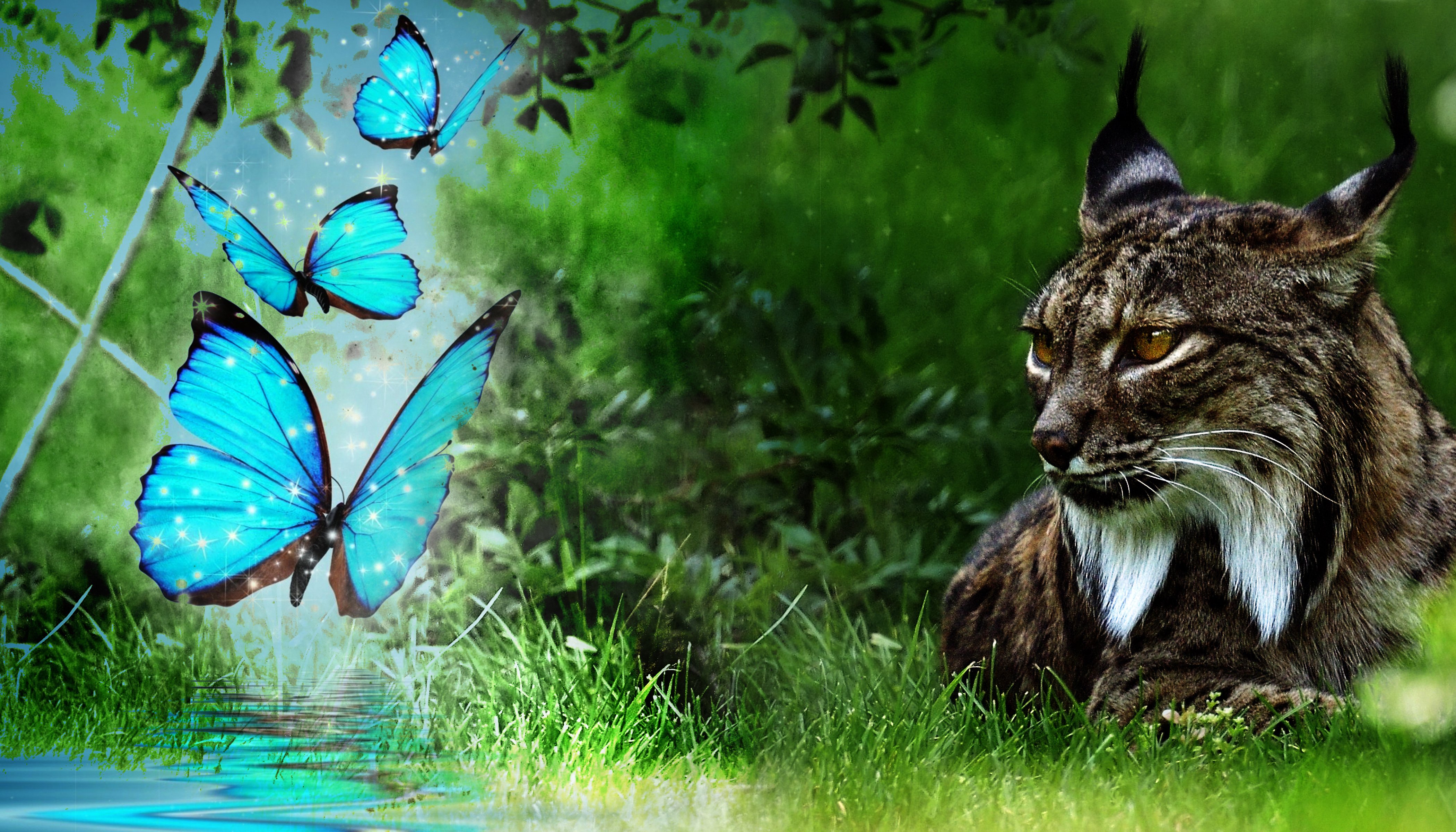 world, Nature, Butterfly, Cat, Lynx Wallpaper
