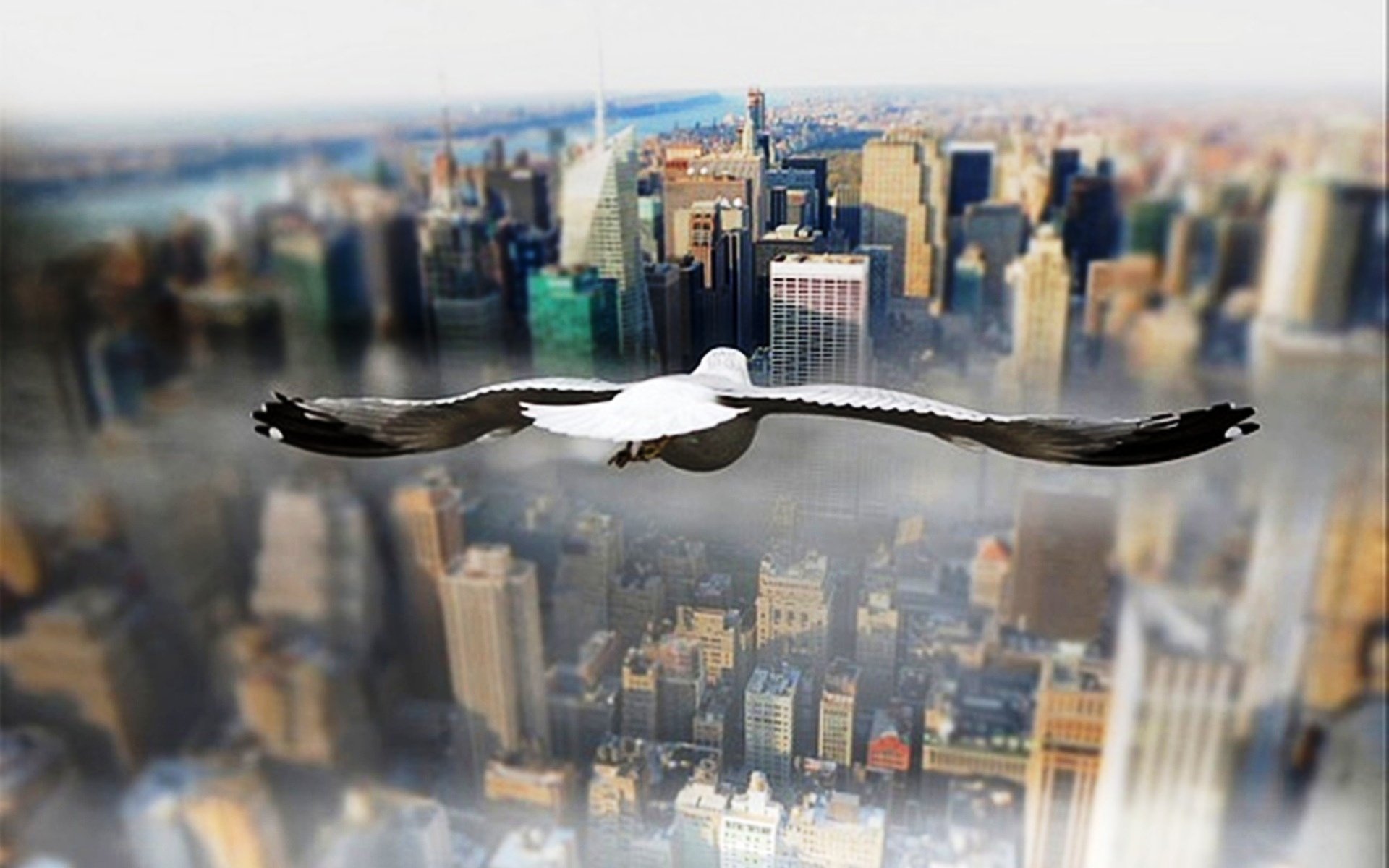 pigeon, New, York, View, City Wallpaper