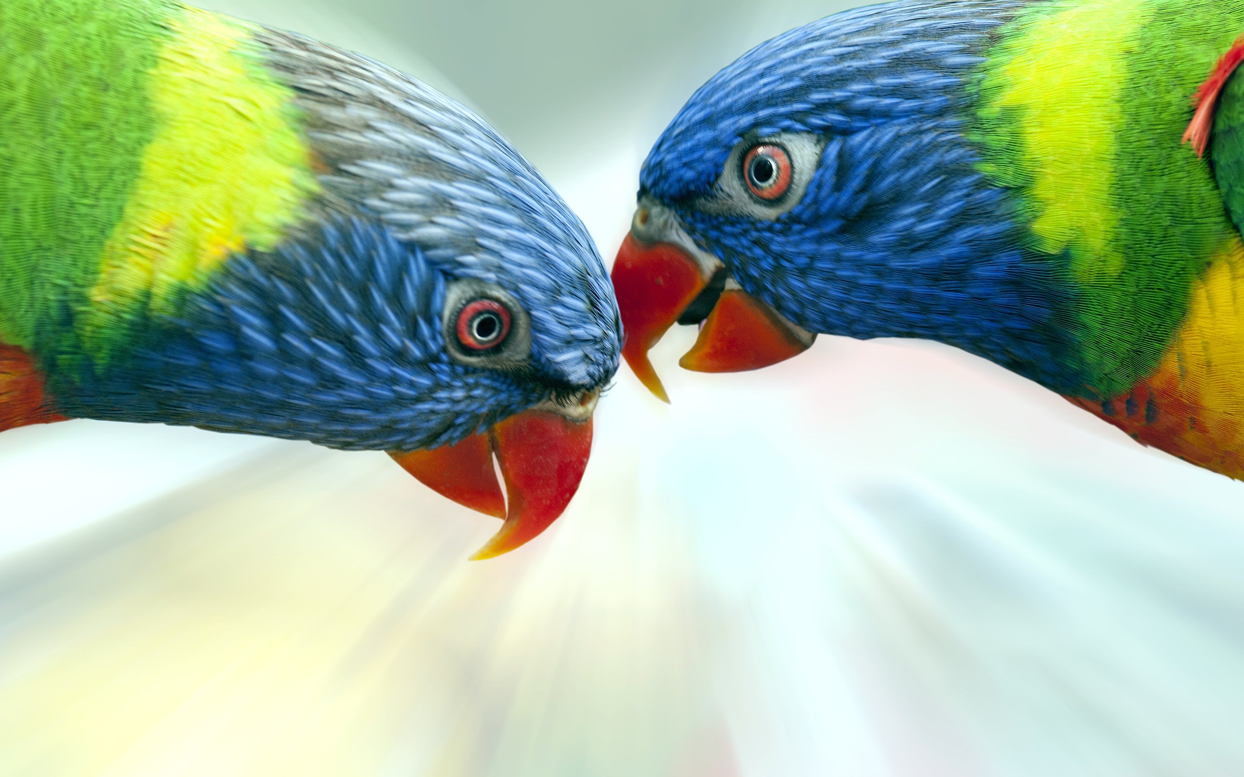 parrot Wallpaper
