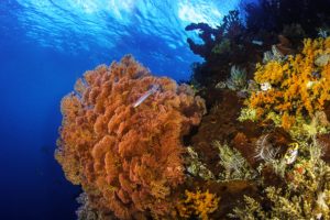 coral, Reefs, Sea, Seabed, Fish, Nature