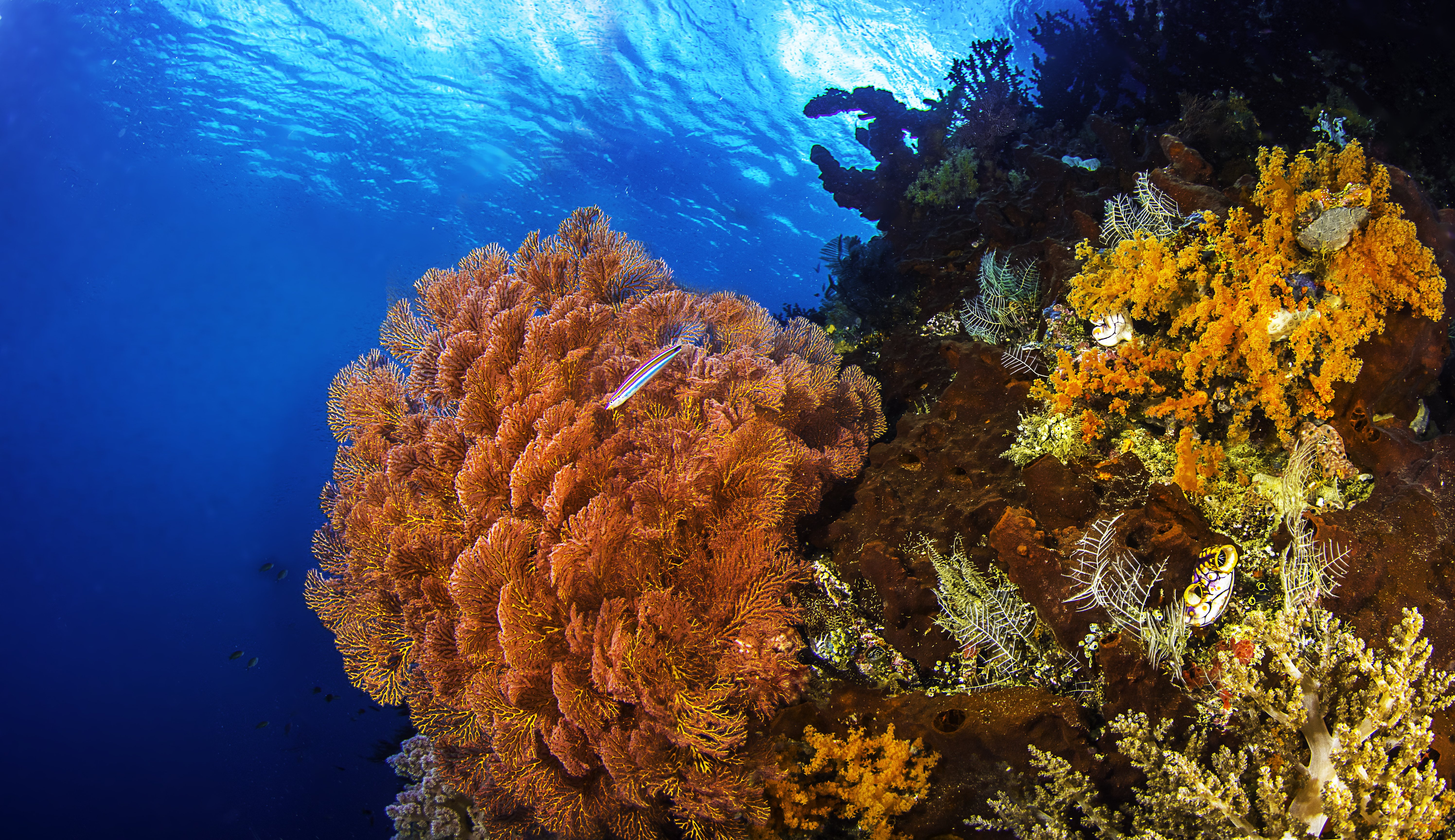 coral, Reefs, Sea, Seabed, Fish, Nature Wallpaper